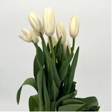 Tulip (Imported) - White (10 Stems)