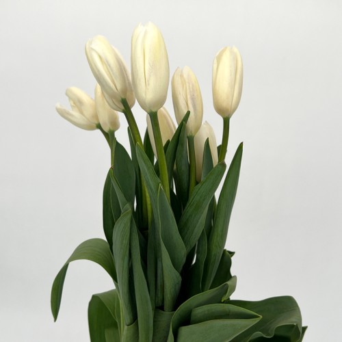 Tulip (Imported) - White (10 Stems)