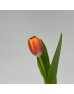 Tulip (Imported) - 2 Tone Orange Yellow (9-10 Stems)