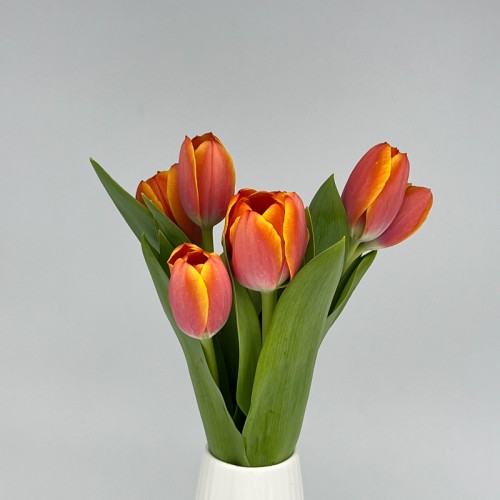 Tulip (Imported) - 2 Tone Orange Yellow (9-10 Stems)