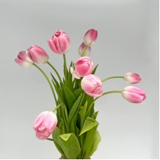 Tulip (Imported) - 2 Tone White Pink (9-10 Stems)