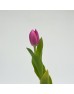Tulip (Imported) - Barcelona (9-10 Stems)