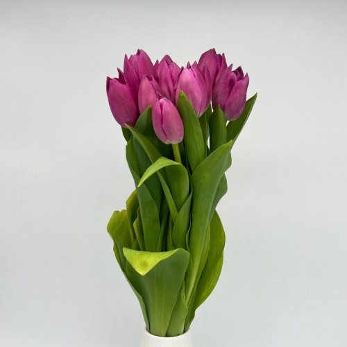 Tulip (Imported) - Barcelona (9-10 Stems)