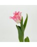 Tulip (Imported) - Crown Dynasty (9-10 Stems)