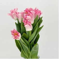 Tulip (Imported) - Crown Dynasty (9-10 Stems)