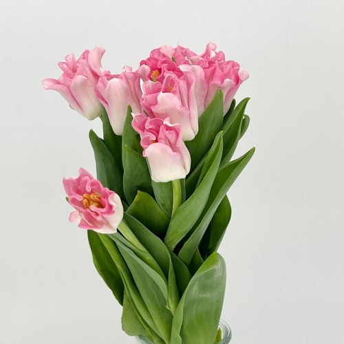 Tulip (Imported) - Crown Dynasty (9-10 Stems)