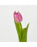 Tulip (Imported) - Double Price (9-10 Stems)