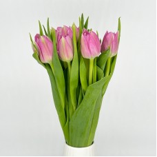 Tulip (Imported) - Double Price (9-10 Stems)
