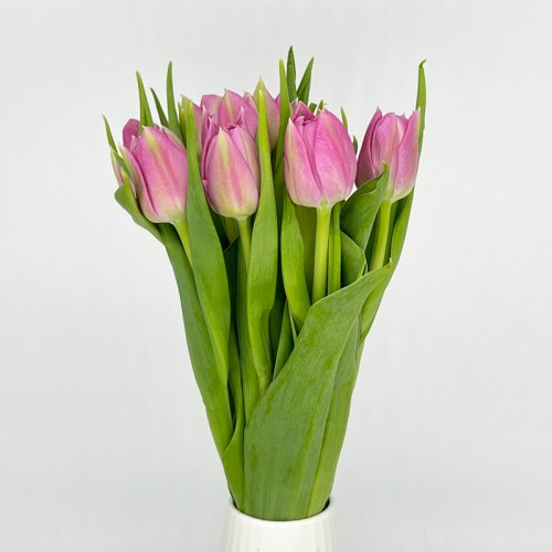 Tulip (Imported) - Double Price (9-10 Stems)