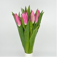 Tulip (Imported) - Dynasty (9-10 Stems)