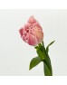 Tulip (Imported) - Frill Queensland (9-10 Stems)
