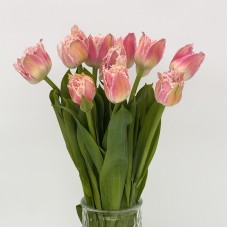 Tulip (Imported) - Frill Queensland (9-10 Stems)