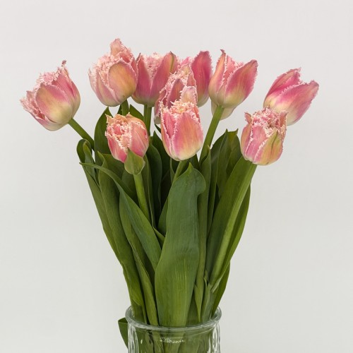 Tulip (Imported) - Frill Queensland (9-10 Stems)