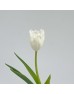 Tulip (Imported) - Honeymoon (9-10 Stems)