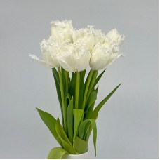 Tulip (Imported) - Honeymoon (9-10 Stems)