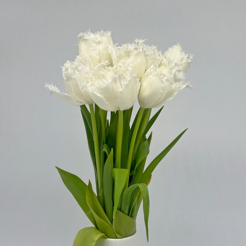 Tulip (Imported) - Honeymoon (9-10 Stems)