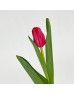 Tulip (Imported) - Ile De France (9-10 Stems)