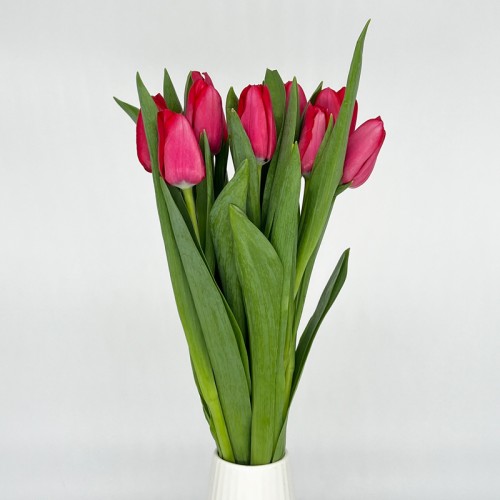 Tulip (Imported) - Ile De France (9-10 Stems)