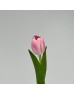 Tulip (Imported) - Light Pink (9-10 Stems)