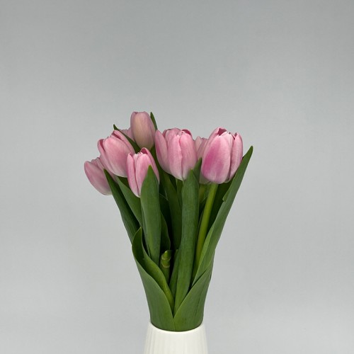 Tulip (Imported) - Light Pink (9-10 Stems)