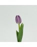 Tulip (Imported) - Lilac (9-10 Stems)