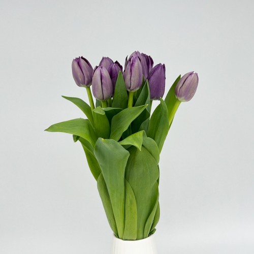 Tulip (Imported) - Lilac (9-10 Stems)