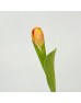 Tulip (Imported) - Time Out (9-10 Stems)