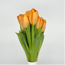 Tulip (Imported) - Time Out (9-10 Stems)