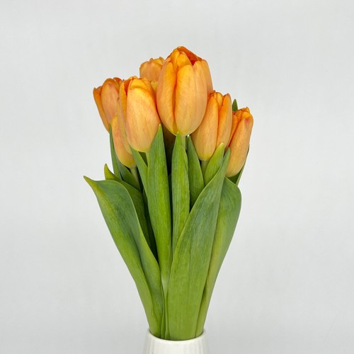 Tulip (Imported) - Time Out (9-10 Stems)