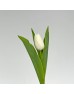 Tulip (Imported) - White (9-10 Stems)
