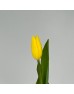 Tulip (Imported) - Yellow (9-10 Stems)