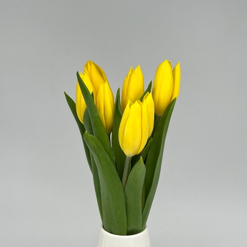 Tulip (Imported) - Yellow (9-10 Stems)