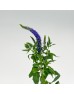 Veronica (Imported) - Purple (10 Stems)