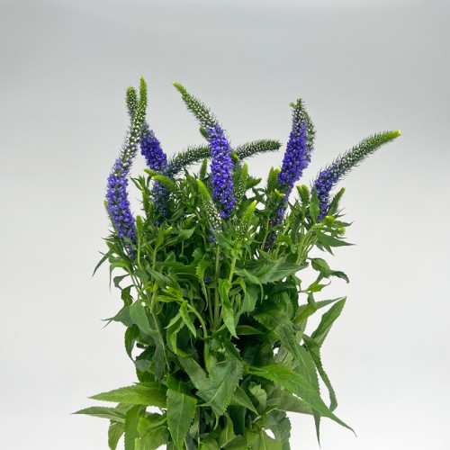 Veronica (Imported) - Purple (10 Stems)