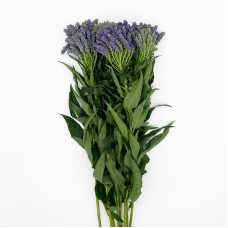 Veronica Spray (Imported) - Purple (10 Stems) Veronica Spray (Imported) - Purple (10 Stems)