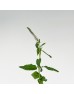 Veronica (Imported) - White (10 Stems) Veronica (Imported) - White (10 Stems)