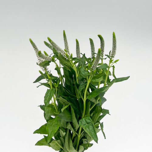 Veronica (Imported) - White (10 Stems) Veronica (Imported) - White (10 Stems)