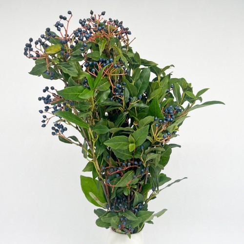 Viburnum Blueberry (Imported) - (Per Bunch) Viburnum Blueberry (Imported) - (Per Bunch)