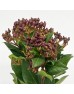 Viburnum Red Berry (Imported) - (5 Stems)