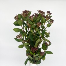 Viburnum Red Berry (Imported) - (5 Stems)