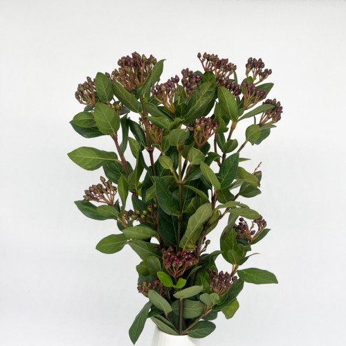 Viburnum Red Berry (Imported) - (5 Stems)
