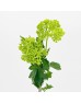 Viburnum (Imported) - Green (5 Stems)