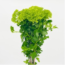 Viburnum (Imported) - Green (5 Stems) Viburnum (Imported) - Green (5 Stems)