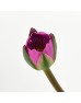 Water Lily (Imported) - Pink (10 Stems)