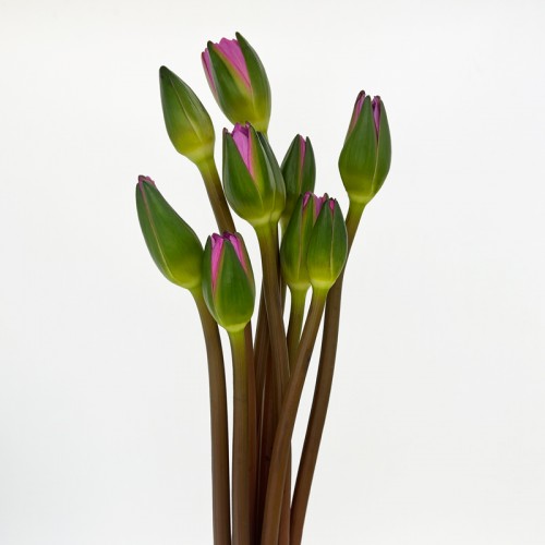 Water Lily (Imported) - Pink (10 Stems)