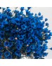 Wax Flower (Imported) - Blue (Per Bunch)