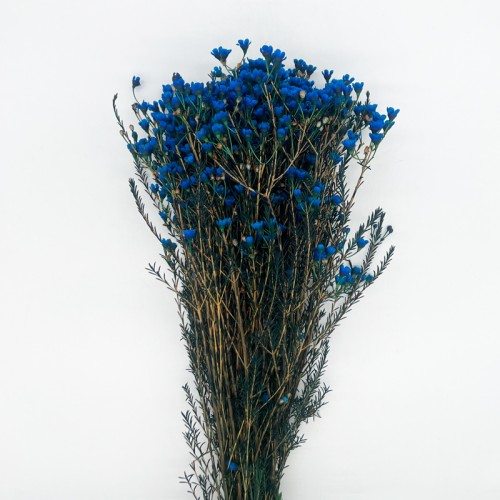Wax Flower (Imported) - Blue (Per Bunch)