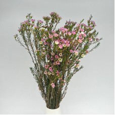 Wax Flower (Imported) - Pink (5 Stems)