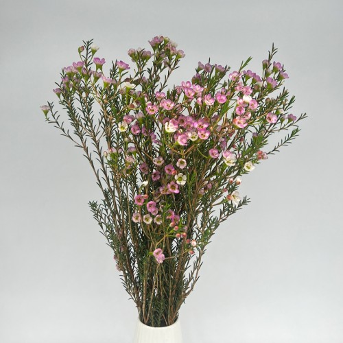 Wax Flower (Imported) - Pink (5 Stems)