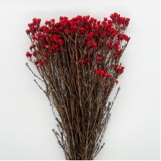 Wax Flower (Imported) - Red (Per Bunch) Wax Flower (Imported) - Red (Per Bunch)